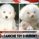 Image for article titled Guy Tries to Buy Toy Poodles, Gets Fluffy, Steroid-Pumped Giant Ferrets Instead